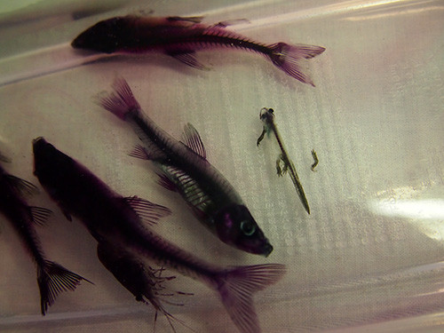 f:id:Naturalhistory:20150122163245j:image