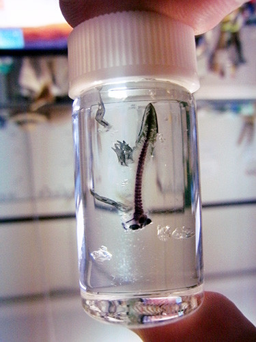 f:id:Naturalhistory:20150125170224j:image