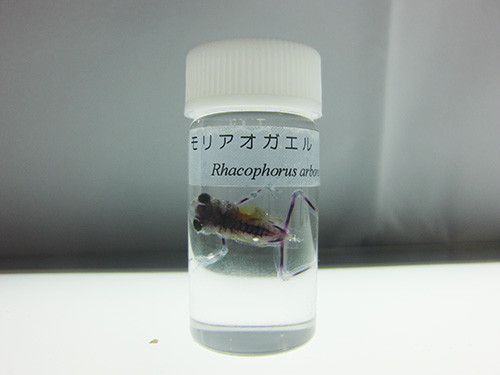 f:id:Naturalhistory:20150205095133j:image