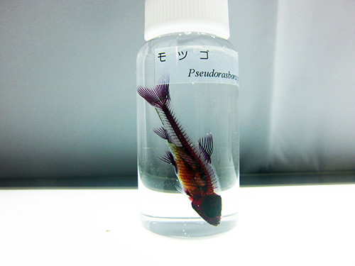f:id:Naturalhistory:20150205095231j:image