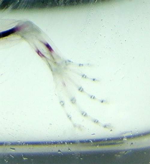 f:id:Naturalhistory:20150205124350j:image