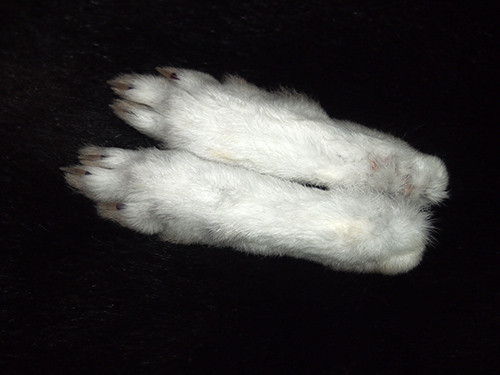 f:id:Naturalhistory:20150210171857j:image