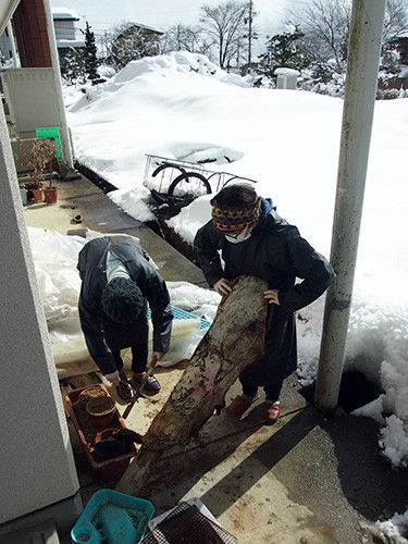 f:id:Naturalhistory:20150220104604j:image