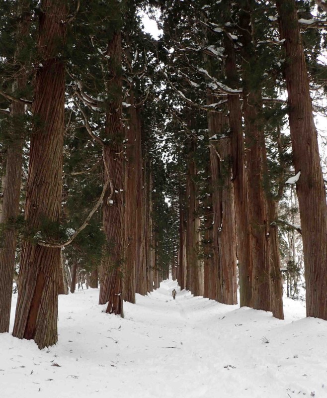 f:id:Naturalhistory:20150223100652j:image:w640