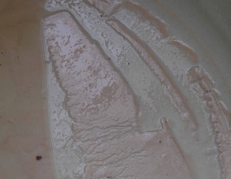 f:id:Naturalhistory:20150225085530j:image:w640