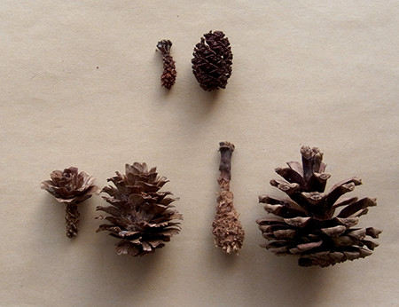 f:id:Naturalhistory:20150227150014j:image f:id:Naturalhistory:20150227150014j:image