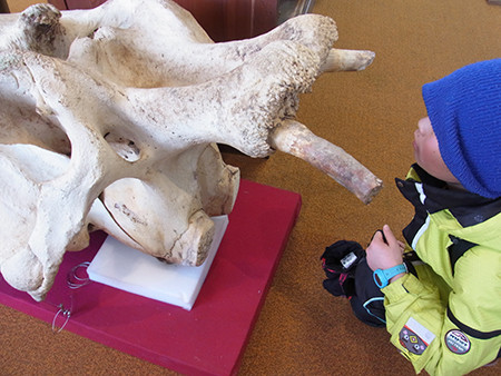 f:id:Naturalhistory:20150305135223j:image