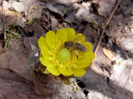 f:id:Naturalhistory:20150317131407j:image