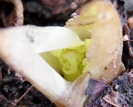f:id:Naturalhistory:20150317163409j:image