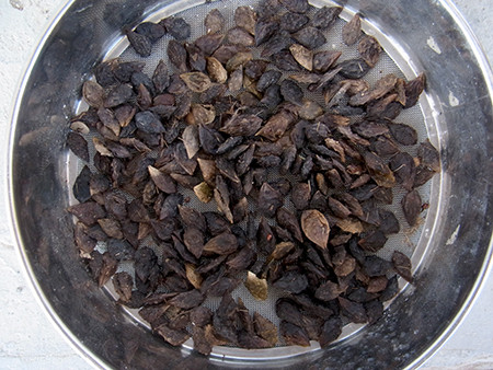 f:id:Naturalhistory:20150402150557j:image