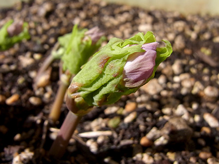 f:id:Naturalhistory:20150402151232j:image