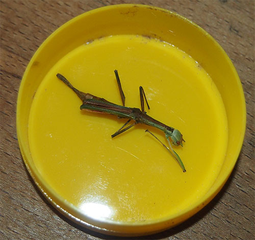 f:id:Naturalhistory:20150404150810j:image