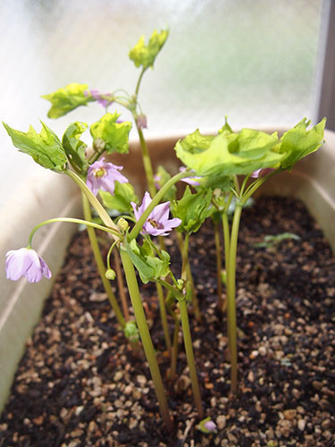 f:id:Naturalhistory:20150407092404j:image