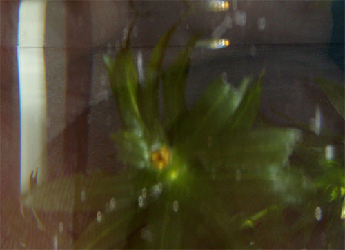 f:id:Naturalhistory:20150407141439j:image