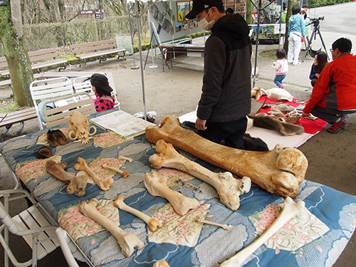 f:id:Naturalhistory:20150411115555j:image