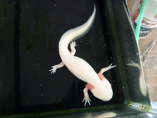 f:id:Naturalhistory:20150421171223j:image