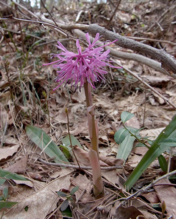 f:id:Naturalhistory:20150422104505j:image