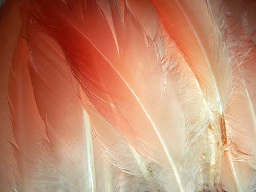 f:id:Naturalhistory:20150504133637j:image