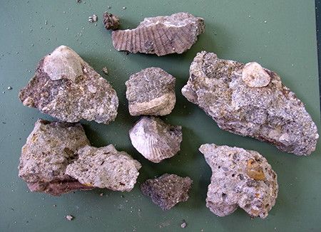 f:id:Naturalhistory:20150504145254j:image f:id:Naturalhistory:20150504145254j:image