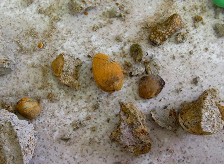 f:id:Naturalhistory:20150504145410j:image f:id:Naturalhistory:20150504145410j:image