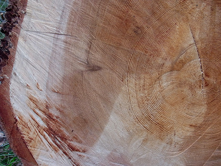 f:id:Naturalhistory:20150505070041j:image