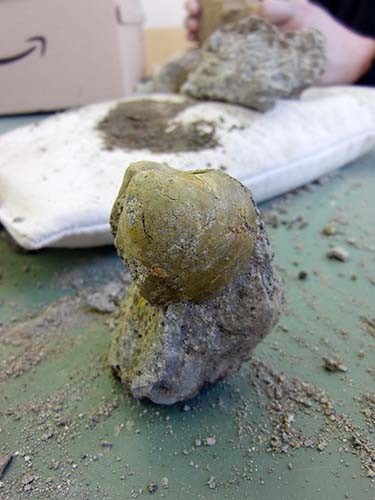 f:id:Naturalhistory:20150505141934j:image