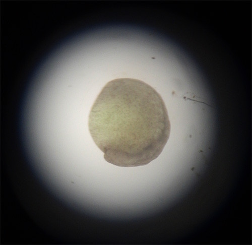 f:id:Naturalhistory:20150519165209j:image
