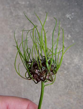 f:id:Naturalhistory:20150605154659j:image
