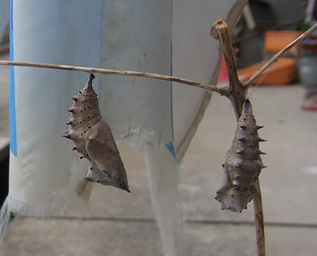 f:id:Naturalhistory:20150605155526j:image