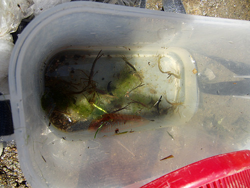 f:id:Naturalhistory:20150607112151j:image