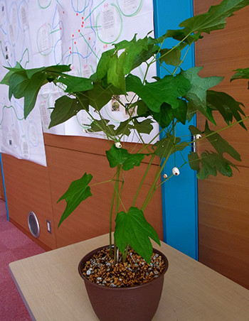 f:id:Naturalhistory:20150611160810j:image