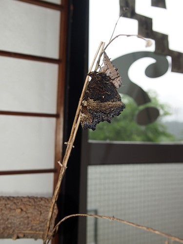 f:id:Naturalhistory:20150612095838j:image