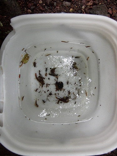 f:id:Naturalhistory:20150612143111j:image