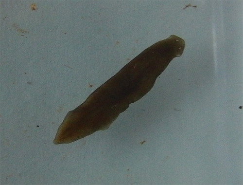 f:id:Naturalhistory:20150612171945j:image