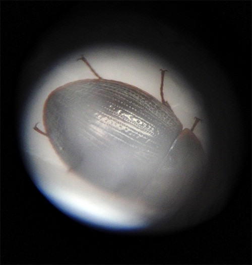 f:id:Naturalhistory:20150612172045j:image