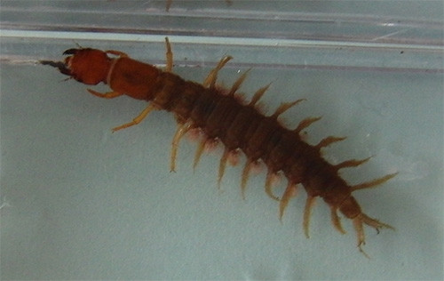 f:id:Naturalhistory:20150612172757j:image