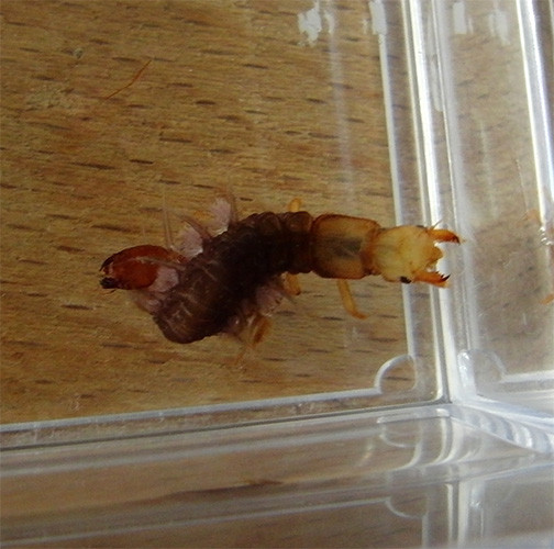 f:id:Naturalhistory:20150614142542j:image