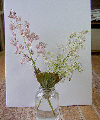 f:id:Naturalhistory:20150616172918j:image