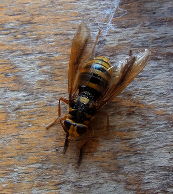 f:id:Naturalhistory:20150628092352j:image