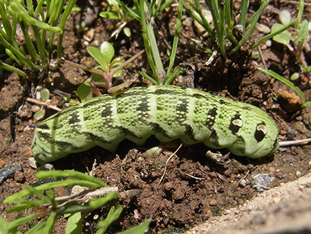 f:id:Naturalhistory:20150628100854j:image