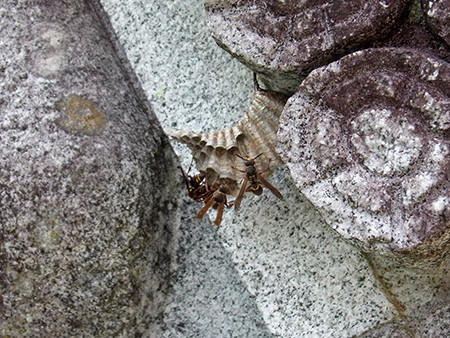 f:id:Naturalhistory:20150628154041j:image