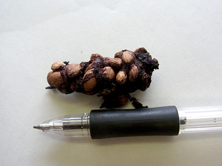 f:id:Naturalhistory:20150630170726j:image