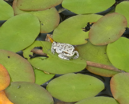 f:id:Naturalhistory:20150702164935j:image