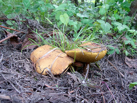 f:id:Naturalhistory:20150702165025j:image