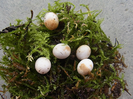 f:id:Naturalhistory:20150705145959j:image f:id:Naturalhistory:20150705145959j:image