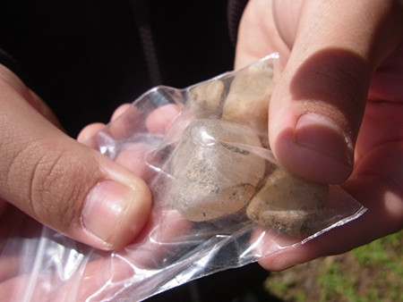 f:id:Naturalhistory:20150710144054j:image