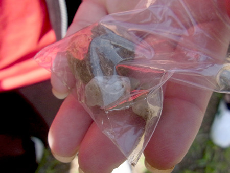 f:id:Naturalhistory:20150710144104j:image