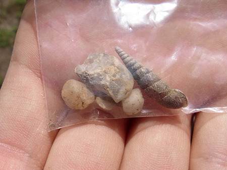 f:id:Naturalhistory:20150710144118j:image