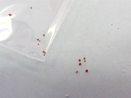 f:id:Naturalhistory:20150719140614j:image