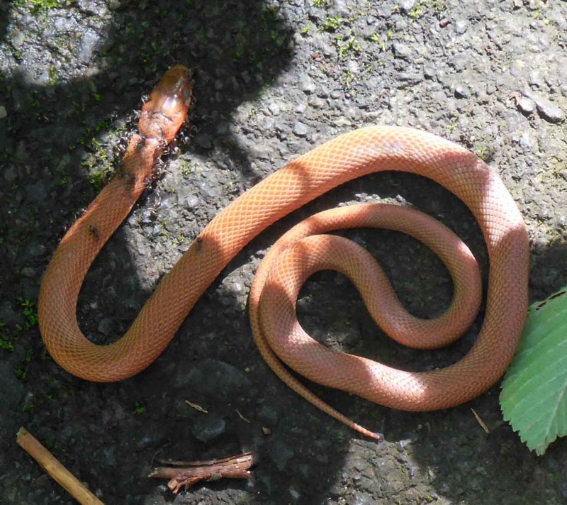 f:id:Naturalhistory:20150720085440j:image:w360 f:id:Naturalhistory:20150720085440j:image:w360